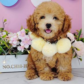 Poodle