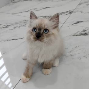 Male kitten ragdoll
