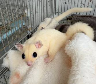 PINTO ear Mocistic Sugar glider Female