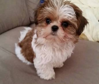 Sweet-tempered shih tzu cute long hair toy breed w