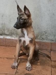 Belgium Shepard/Malinois