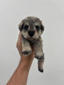 Schnauzer F1