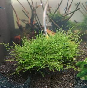 Christmas Moss on Filter Media (Established)