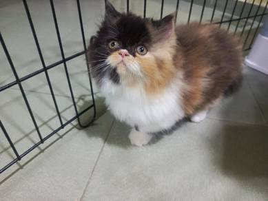 Anak Kucing DLH