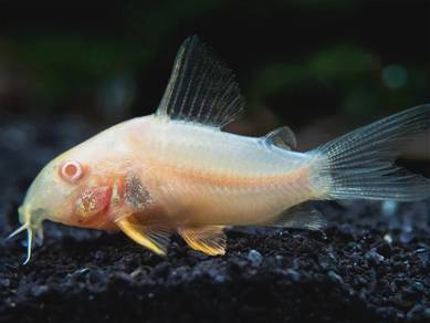 Cory Albino