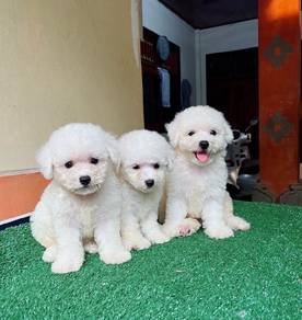 Maltipoo 10