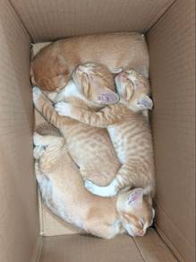 Orange Kittens for Adoption