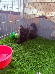persian mix DLH cat