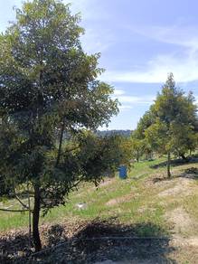 Agricultural Land in Lenggong, PRK
