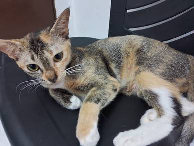 Kucing Percuma