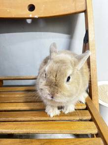 Netherlands Dwarf