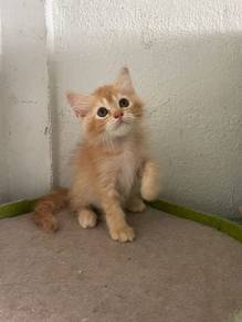 Non standard munchkin