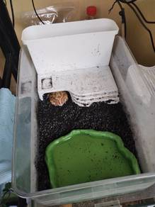 Pacman frog for sale