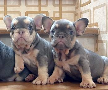 FRENCH BULLDOG PUPPIES 🌻VIP148 Girl