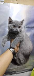Kucing