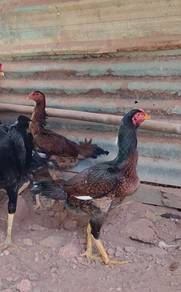 Betina oshamo cross aseelmurga 4/5bln