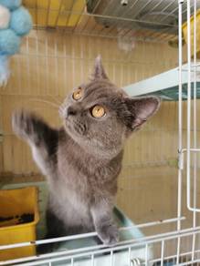 BSH munchkin blue
