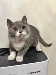BSH Mix Kitten