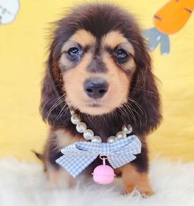 Dachshund
