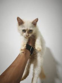 kitten 3 bulan