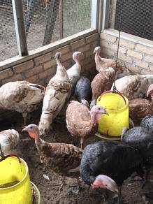 ayam belanda 