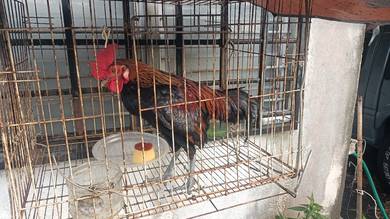 ayam hutan muda