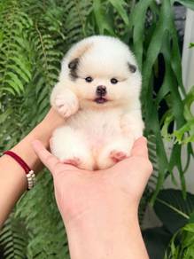 Pomeranian
