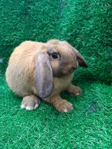 Arnab Hollandlop Hl 