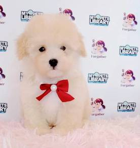 Maltipoo