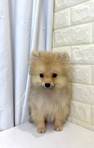 J0269 Pomeranian Fluffy Family Companion Puppy