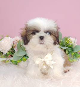 Shih Tzu