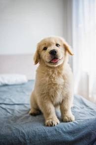 JKL1000 Golden Retriever puppy