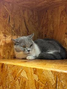 British Shorthair Munchkin Pure Breed (Promo)