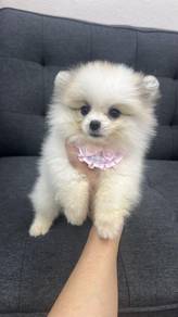 Pure Breed Parti Pomeranian (Female) 纯种花色博美 女生