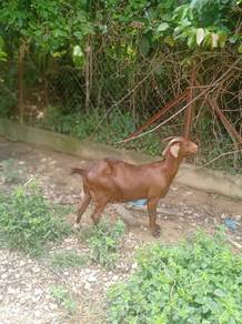kambing Baka kalahari
