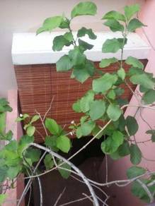 Natural outdoor Bamboo Blinds