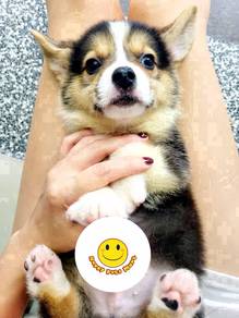 HG_B128 Welsh Corgi Tri color haired pet dog