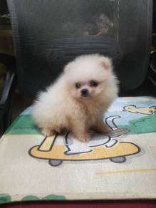 Pomeranian 
