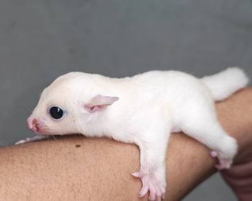 sugar glider 