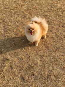 Pomeranian puppy 
