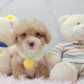 Poodle