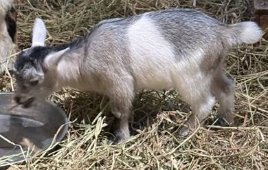 Pygmy Goat