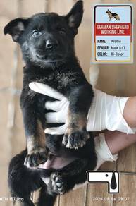 German shepherd working line
