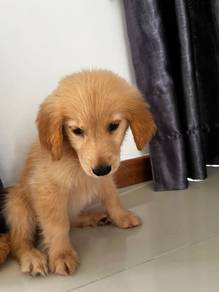 Golden Retriever puppies (Female) for sale