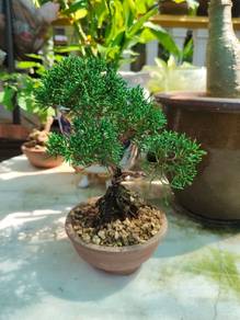 Juniper bonsai from China, beautiful shape. 