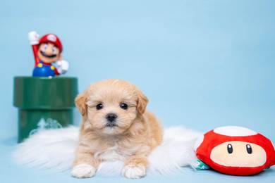 Maltipoo