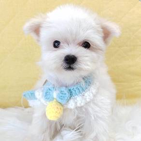 Maltipoo