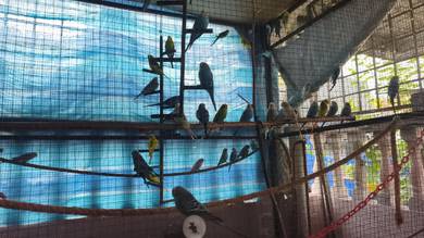 Burung Baji murah seremban