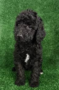 Giant Poodle female 