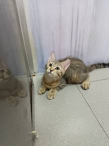 bsh mable gold female kitten